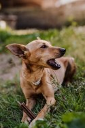 Josera InsectDog Denties przysmak dla psów 180g JOSERA