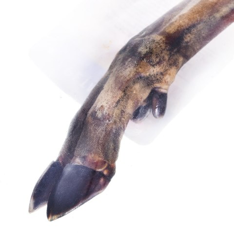 PETMEX Racica sarny - gryzak dla psa - 1 szt. PETMEX PETMEX Racica sarny - gryzak dla psa - 1 szt. PETMEX