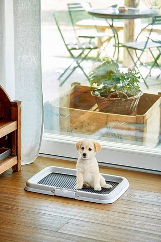 ZOLUX Puppy trainer - kuweta dla psa - 40x60x4cm ZOLUX ZOLUX Puppy trainer - kuweta dla psa - 40x60x4cm ZOLUX