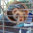 FERPLAST Furet Tower - klatka dla fretek FERPLAST