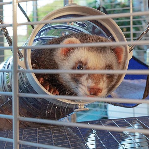 FERPLAST Furet Tower - klatka dla fretek FERPLAST FERPLAST Furet Tower - klatka dla fretek FERPLAST