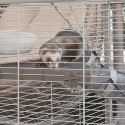 FERPLAST Furet Tower - klatka dla fretek FERPLAST