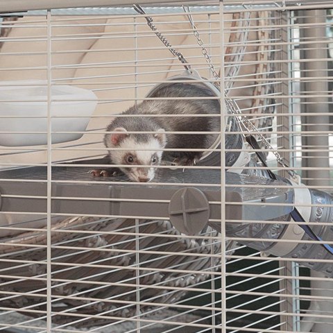 FERPLAST Furet Tower - klatka dla fretek FERPLAST FERPLAST Furet Tower - klatka dla fretek FERPLAST