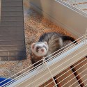 FERPLAST Furet Tower - klatka dla fretek FERPLAST