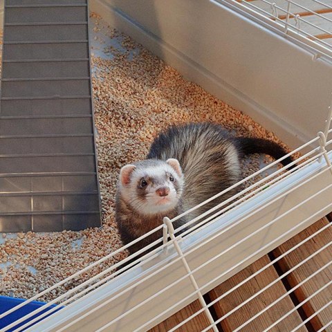 FERPLAST Furet Tower - klatka dla fretek FERPLAST FERPLAST Furet Tower - klatka dla fretek FERPLAST