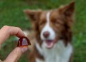 GELOREN Small Dog Suplement dla psa - 180g CONTIPRO