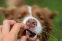 GELOREN Small Dog Suplement dla psa - 180g CONTIPRO