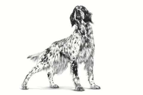 ROYAL CANIN VHN Dog Gastrointestinal Loaf 200g Royal Canin ROYAL CANIN VHN Dog Gastrointestinal Loaf 200g Royal Canin