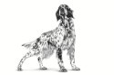 Royal Canin Veterinary Renal - sucha karma dla psa - 2 kg Royal Canin