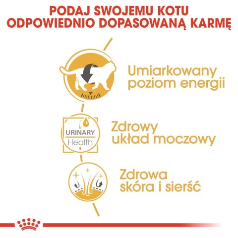 ROYAL CANIN FBN British Shorthair Adult - mokra karma dla dorosłego kota - 12x85g Royal Canin ROYAL CANIN FBN British Shorthair Adult - mokra karma dla dorosłego kota - 12x85g Royal Canin