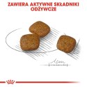 ROYAL CANIN Mini Urinary Care CCN - sucha karma dla psa - 3kg Royal Canin
