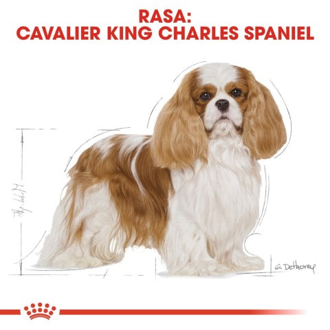 ROYAL CANIN BHN Cavalier King Charles Spaniel Adult - sucha karma dla psa dorosłego - 1,5kg Royal Canin ROYAL CANIN BHN Cavalier King Charles Spaniel Adult - sucha karma dla psa dorosłego - 1,5kg Royal Canin