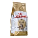 ROYAL CANIN Bengal Adult - sucha karma dla dorosłego kota - 2 kg Royal Canin