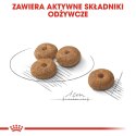ROYAL CANIN CCN MINI STERILISED - sucha karma dla psa dorosłego - 3kg Royal Canin
