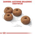 ROYAL CANIN CCN Medium Sterilised - sucha karma dla psa dorosłego - 3kg Royal Canin