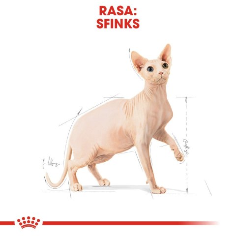 ROYAL CANIN FBN Sphynx Adult - sucha karma dla dorosłego kota - 2kg Royal Canin ROYAL CANIN FBN Sphynx Adult - sucha karma dla dorosłego kota - 2kg Royal Canin