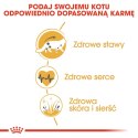 Royal Canin FBN Maine Coon Adult - sucha karma dla kota dorosłego - 4kg Royal Canin