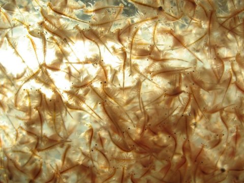 Ocean Nutrition Brine Shrimp Eggs 20g - jaja artemii Ocean Nutrition Brine Shrimp Eggs 20g - jaja artemii