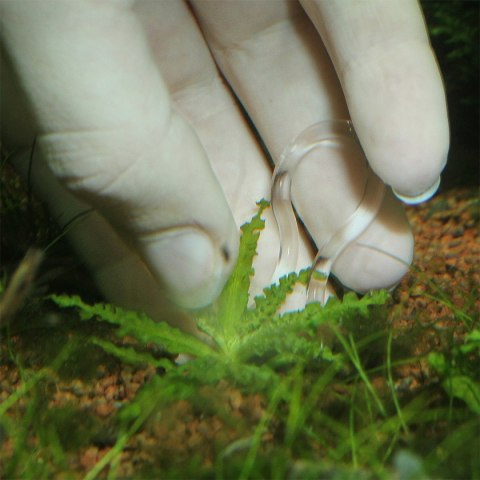 JBL ProScape Plantis - uchwyty do mocowania roślin akwariowych JBL ProScape Plantis - uchwyty do mocowania roślin akwariowych