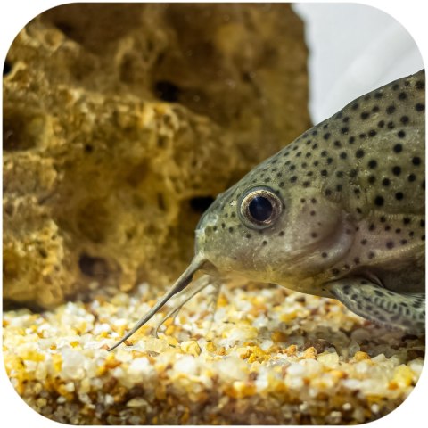 Eco Plant Natural River 1kg - żwir rzeczny 1-3mm Eco Plant Natural River 1kg - żwir rzeczny 1-3mm