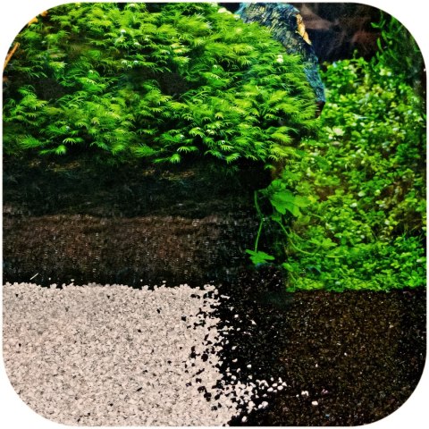 Eco Plant Pure River 1kg - żwirek jasny 1-3mm Eco Plant Pure River 1kg - żwirek jasny 1-3mm