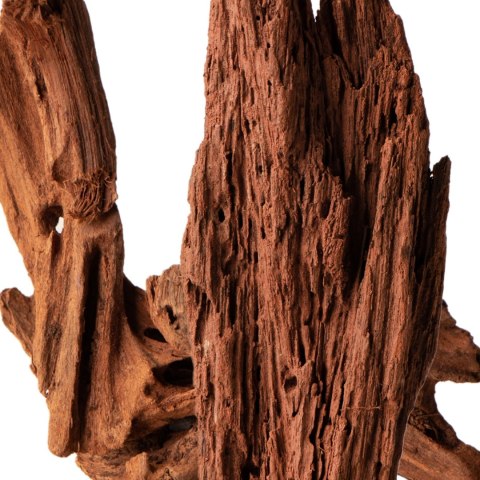 Philippines Classic Driftwood - drzewo mangrowca z wody XS ok.16cm Philippines Classic Driftwood - drzewo mangrowca z wody XS ok.16cm