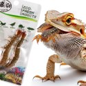 ProBugs Eco-Fresh Scolopendra Centipede 2pcs - świeże skolopendry