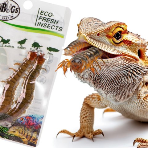 ProBugs Eco-Fresh Scolopendra Centipede 2pcs - świeże skolopendry ProBugs Eco-Fresh Scolopendra Centipede 2pcs - świeże skolopendry