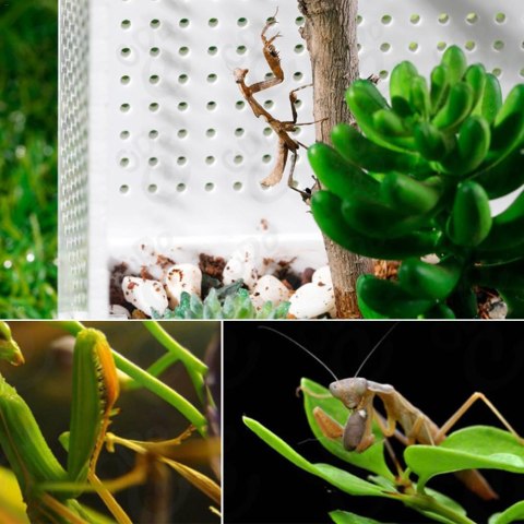 Repti-Zoo Mantis Box M - terrarium akrylowe dla modliszek Repti-Zoo Mantis Box M - terrarium akrylowe dla modliszek