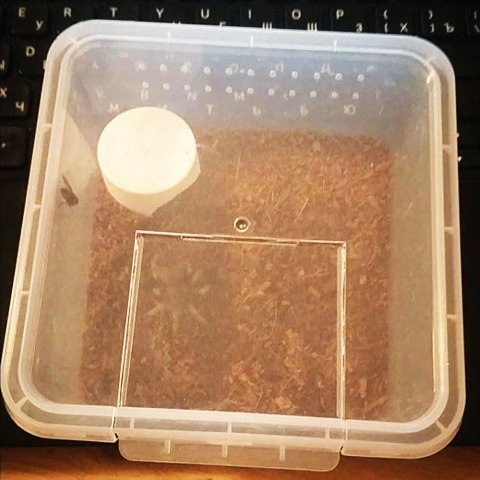 Terrario Insect Box Compact 12x12x7cm Terrario Insect Box Compact 12x12x7cm