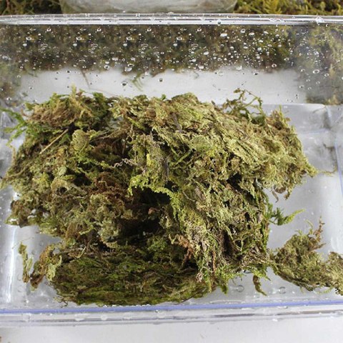 Repti-Zoo Chile's Sphagnum moss - mech torowiec 4,5l Repti-Zoo Chile's Sphagnum moss - mech torowiec 4,5l