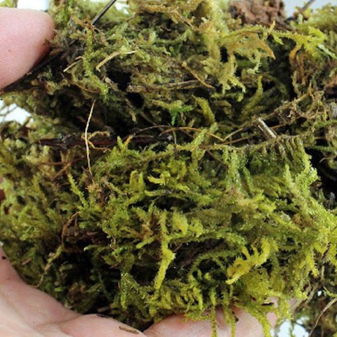 Repti-Zoo Chile's Sphagnum moss - mech torowiec 4,5l Repti-Zoo Chile's Sphagnum moss - mech torowiec 4,5l