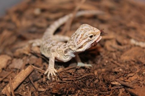 Repti-Zoo Podłoże z włókien kokosa 8l Repti-Zoo Podłoże z włókien kokosa 8l