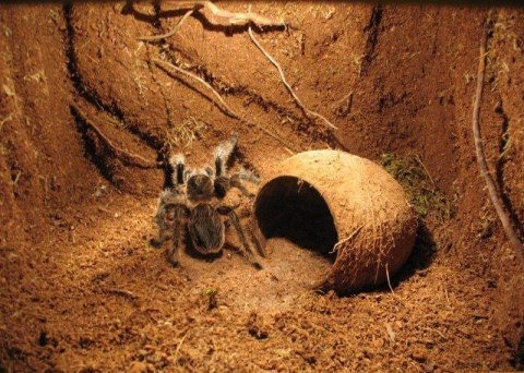 Repti-Zoo Podłoże z włókien kokosa 8l Repti-Zoo Podłoże z włókien kokosa 8l