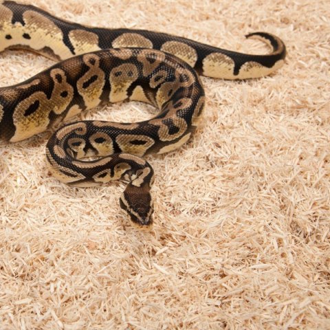Zoomed Aspen Snake 4.4l - podłoże dla węży Zoomed Aspen Snake 4.4l - podłoże dla węży