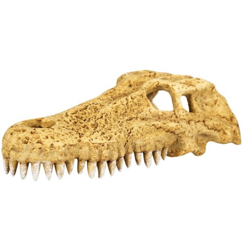 Repti-Zoo Crocodile Skull M - czaszka krokodyla Repti-Zoo Crocodile Skull M - czaszka krokodyla