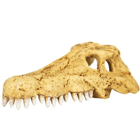 Repti-Zoo Crocodile Skull S - czaszka krokodyla Repti-Zoo Crocodile Skull S - czaszka krokodyla