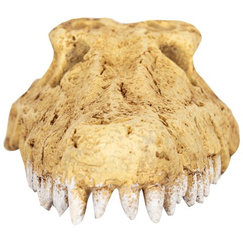 Repti-Zoo Crocodile Skull S - czaszka krokodyla Repti-Zoo Crocodile Skull S - czaszka krokodyla