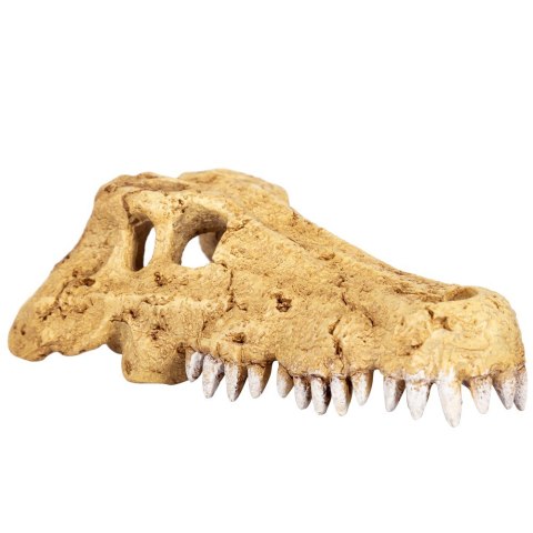 Repti-Zoo Crocodile Skull S - czaszka krokodyla Repti-Zoo Crocodile Skull S - czaszka krokodyla