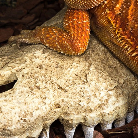Repti-Zoo Crocodile Skull S - czaszka krokodyla Repti-Zoo Crocodile Skull S - czaszka krokodyla