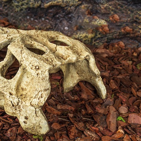 Repti-Zoo Crocodile Skull S - czaszka krokodyla Repti-Zoo Crocodile Skull S - czaszka krokodyla