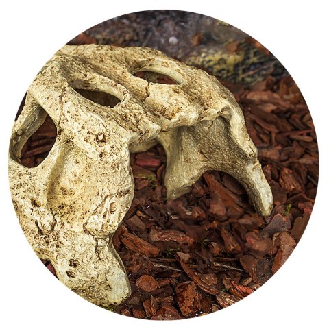 Repti-Zoo Crocodile Skull S - czaszka krokodyla Repti-Zoo Crocodile Skull S - czaszka krokodyla