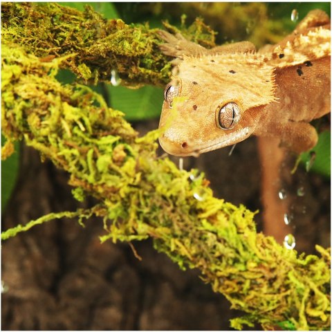 Repti-Zoo Liana z naturalnym mchem 1,5cm x 2m Repti-Zoo Liana z naturalnym mchem 1,5cm x 2m