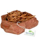 Terrario Natural Bowl S - Miska do Terrarium 8x7x2,5 cm
