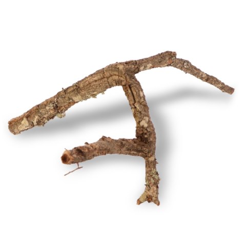 Drzewko z Dębu korkowego 50cm Drzewko z Dębu korkowego 50cm