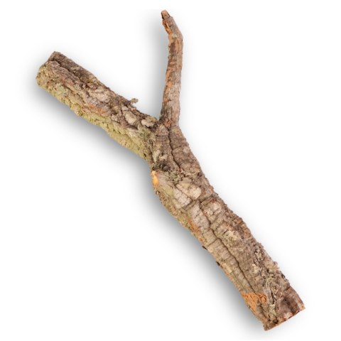 Drzewko z Dębu korkowego 50cm Drzewko z Dębu korkowego 50cm