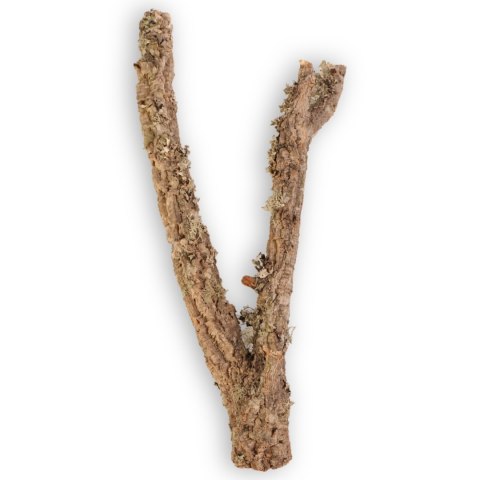 Drzewko z Dębu korkowego 60cm Drzewko z Dębu korkowego 60cm