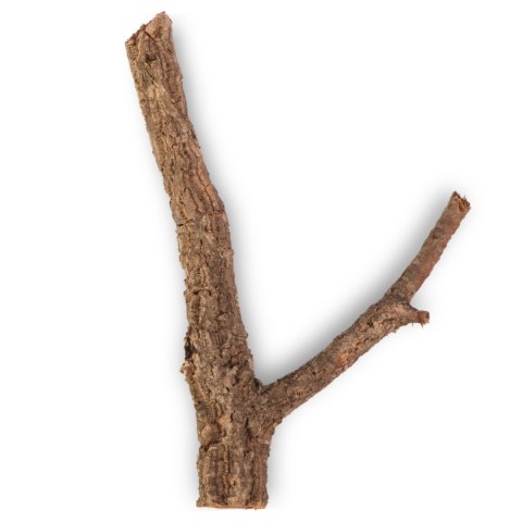 Drzewko z Dębu korkowego 60cm Drzewko z Dębu korkowego 60cm