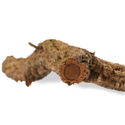 Drzewko z Dębu korkowego 60cm Drzewko z Dębu korkowego 60cm