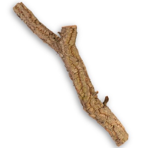 Drzewko z Dębu korkowego 60cm Drzewko z Dębu korkowego 60cm